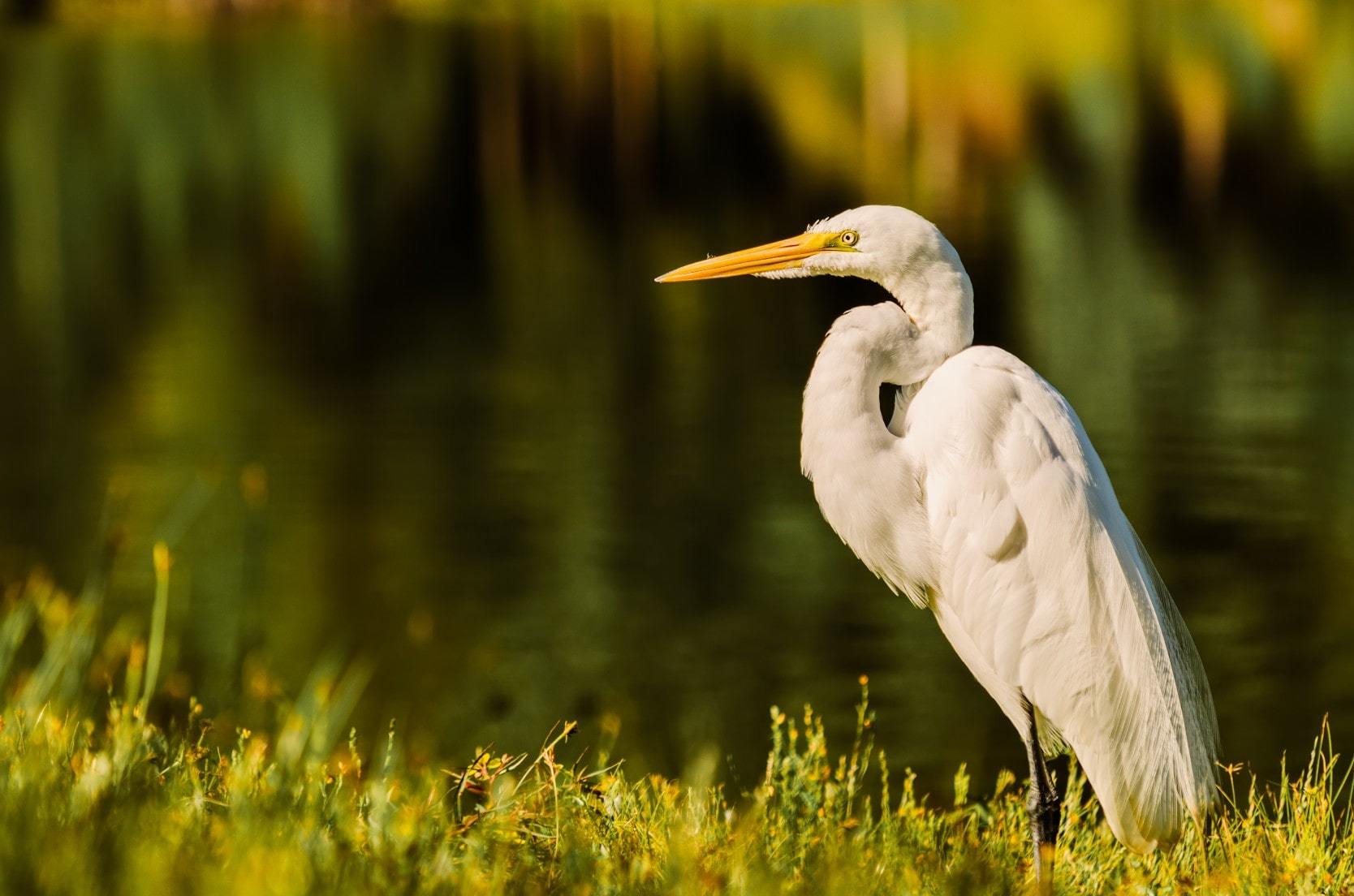Egret on a lake close to Lake Mary, Florida